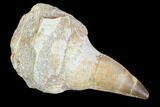 Mosasaur (Prognathodon) Jaw Section With Unerupted Tooth #116986-1